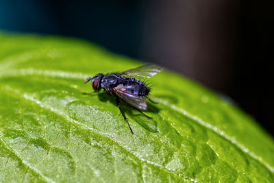 Close-up of fly on leaf
