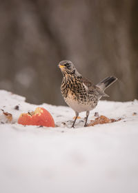 Close-up of bird perching on snow