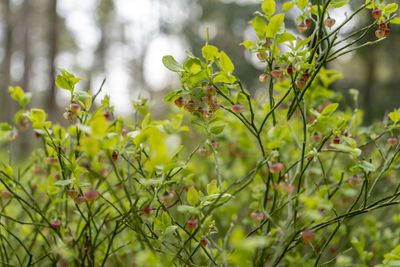 plant