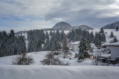 Snow covered trees by buildings against sky during winter