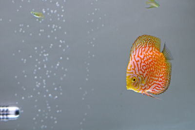 Close-up of orange fish in tank