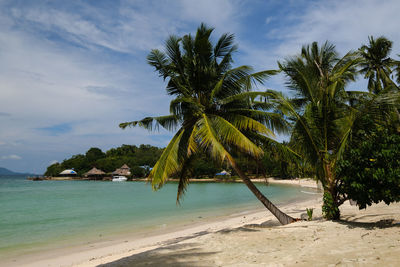 Palm trees on beach against sky