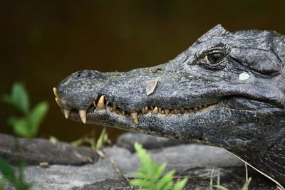 Close-up of crocodile