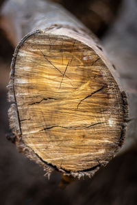 Close-up of log on tree in forest