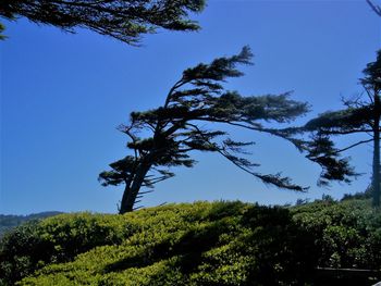 Low angle view of trees against clear sky