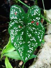 Close-up of heart shape leaf