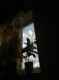 View of flowering plant through window