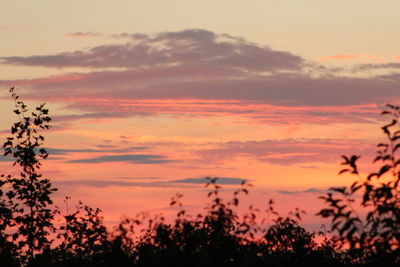 Silhouette of trees against dramatic sky