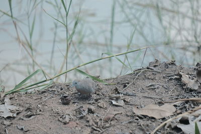 Close-up of a bird on land