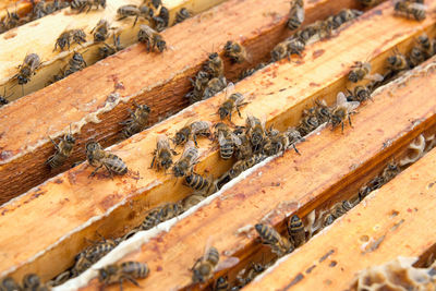 Close-up of bee on wood