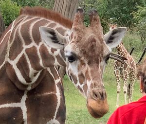 Close-up of horse in zoo