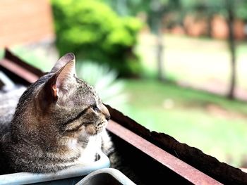 Close-up of a cat resting