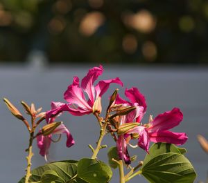 Close-up of pink flowering plant