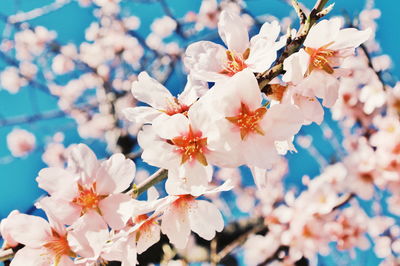 Low angle view of cherry blossom tree