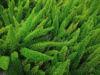 Full frame shot of plants growing on field