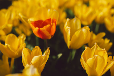 Close-up of yellow flowering plant