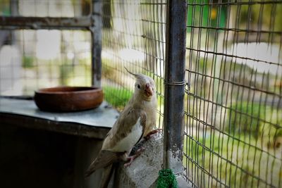 Close-up of bird in cage