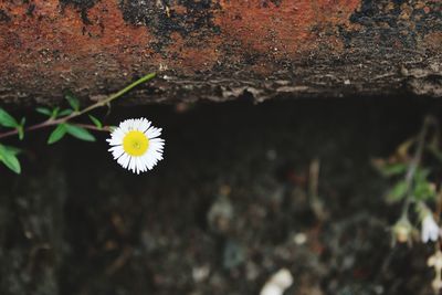 Close-up of white flowering plant on field