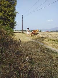 Friendship of a child and a cow