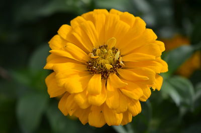 Close-up of insect on yellow flower