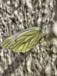 Close-up of butterfly on leaf