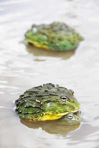 Close-up of turtle swimming in lake