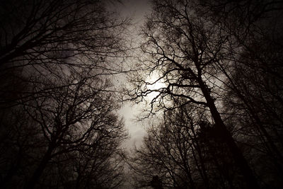 Low angle view of bare trees in forest