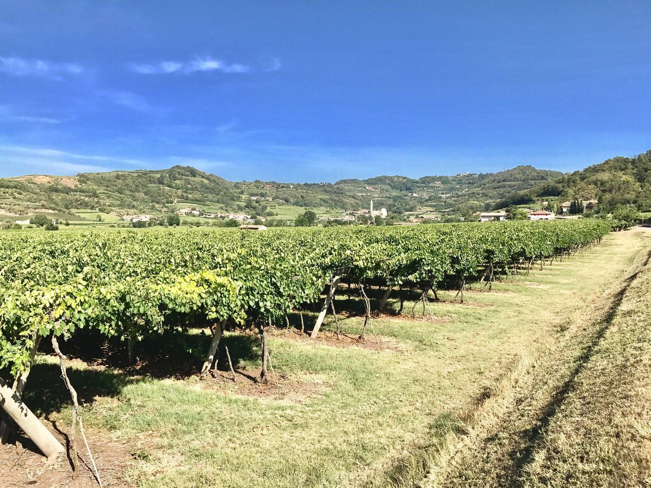 VIEW OF VINEYARD