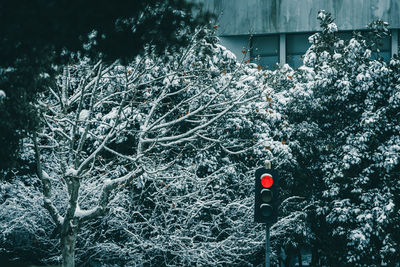 Close-up of tree during winter