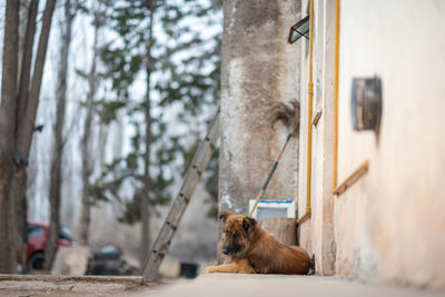 Dog relaxing in a yard