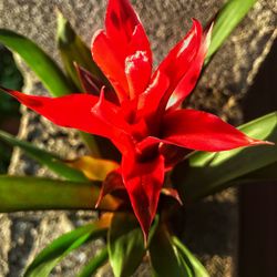 Close-up of red flower blooming outdoors