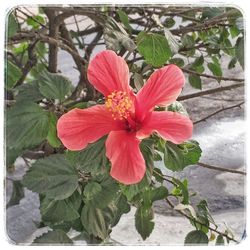 Close-up of red hibiscus blooming outdoors