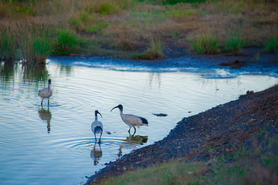 Ducks on a lake