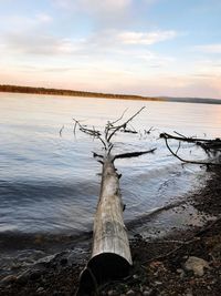Bare tree by lake against sky during sunset