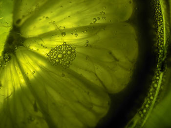 Macro shot of water drops on green leaves