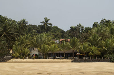 Palm trees on beach against clear sky