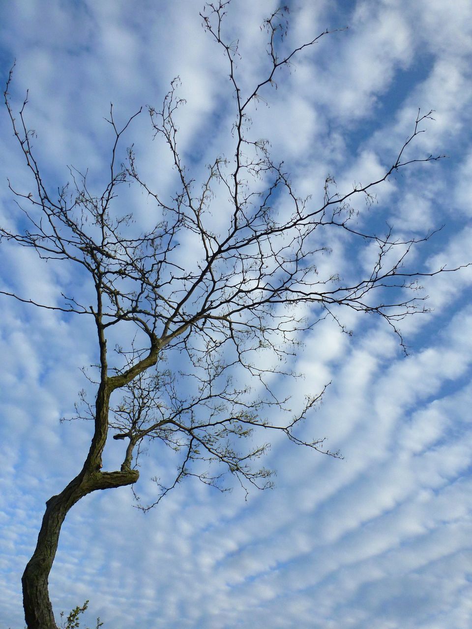 sky, branch, tree, cloud, nature, plant, blue, no people, winter, low angle view, beauty in nature, bare tree, outdoors, flower, sunlight, tranquility, day, leaf, environment, frost, scenics - nature, twig