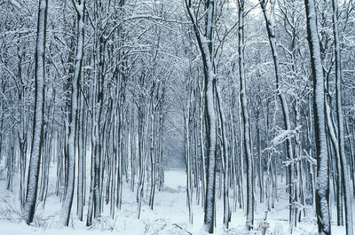 Bare trees in forest during winter