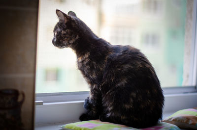 Side view of a cat looking at window