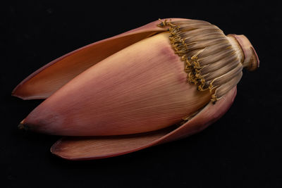 High angle view of bread on table against black background