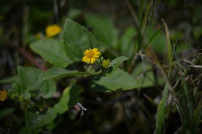 Close-up of yellow flower