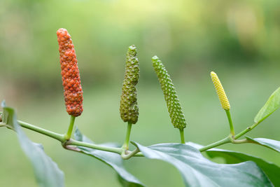 Long pepper, spices and herbs with medicinal properties.