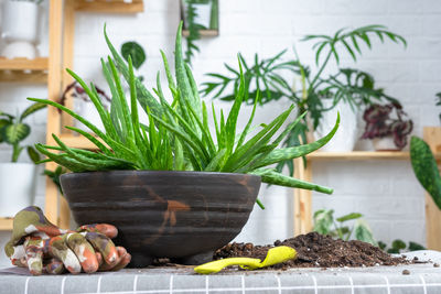 Close-up of potted plant on table