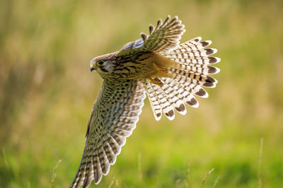 Close-up of eagle flying over grassy field