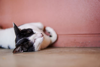 Cute sleeping cat