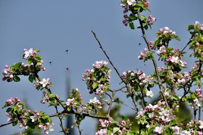 Low angle view of pink cherry blossoms against sky