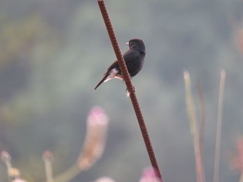 Close-up of bird perching on plant