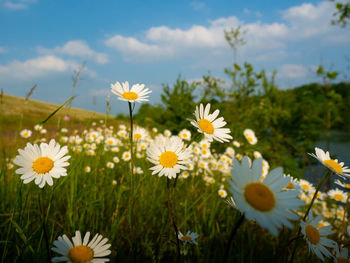 Close-up of white flowering plants on field against sky