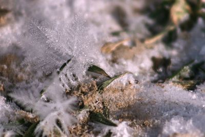 Close-up of frozen plants