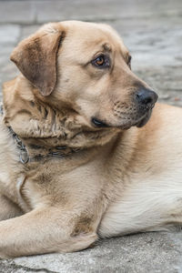 Close-up of dog sitting outdoors